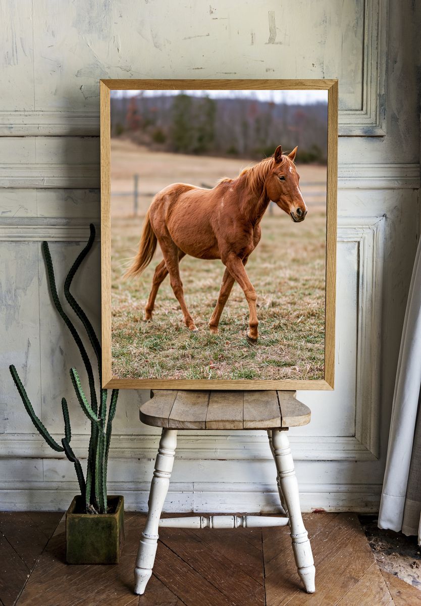 Chestnut Horse Photography Poster. room preview