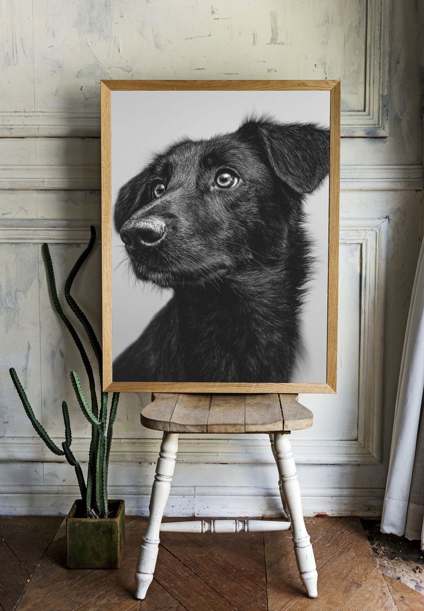 Black Dog Portrait Print. room preview