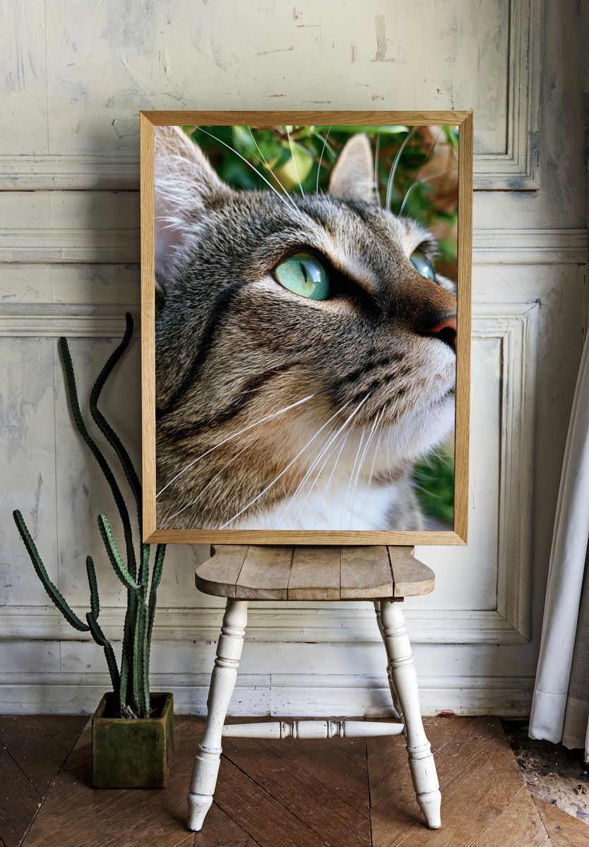 Tabby Cat Portrait Photography Poster. room preview