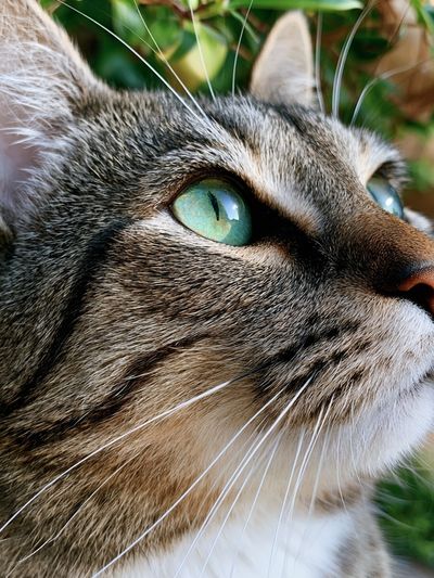 Tabby Cat Portrait Photography Poster.
