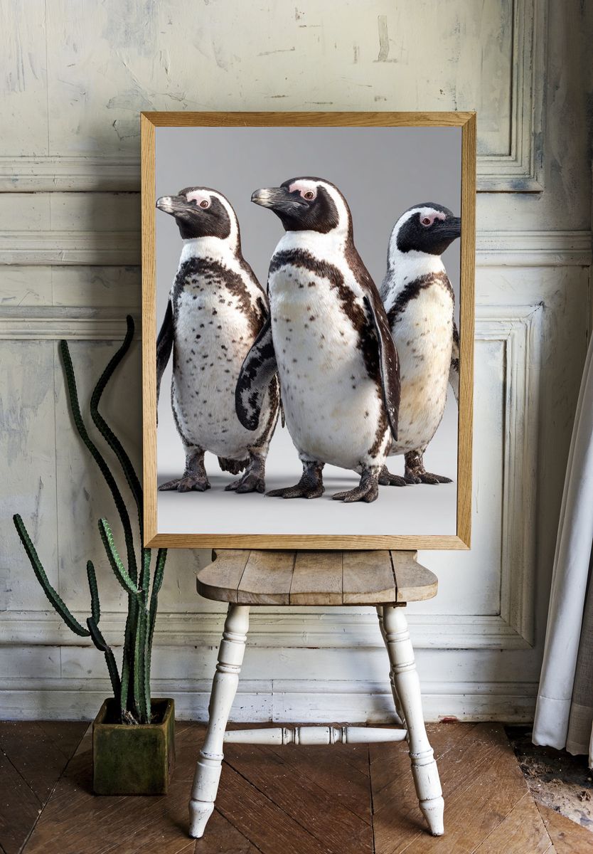 Penguin Trio Photography Poster. room preview