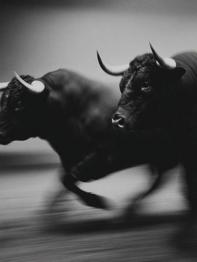 Running Bulls Black-White Poster.