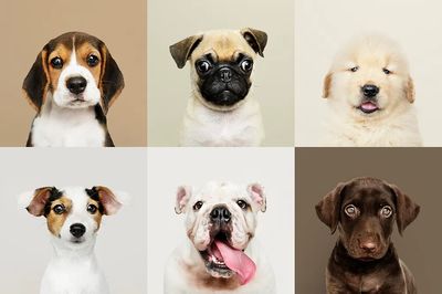 Portrait collection of adorable puppies.