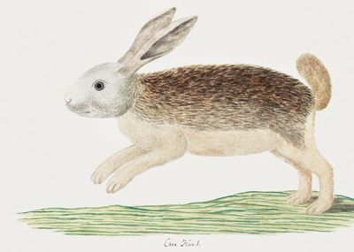 Pronolagus sp: Karoo hare (1777–1786).