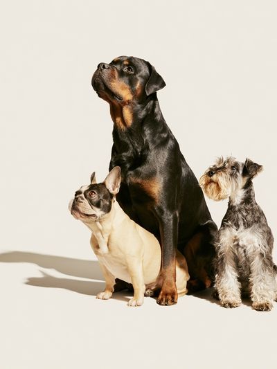 Three Dogs Portrait Poster.