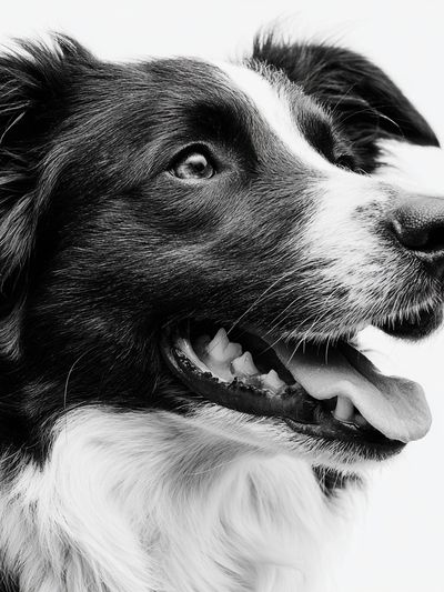 Border Collie Portrait Print.