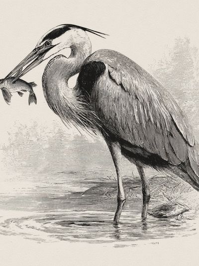 Heron Fishing Ink Print.