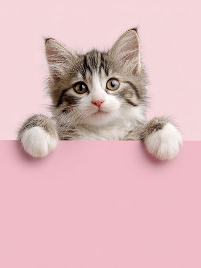 Cute Kitten Portrait Poster.