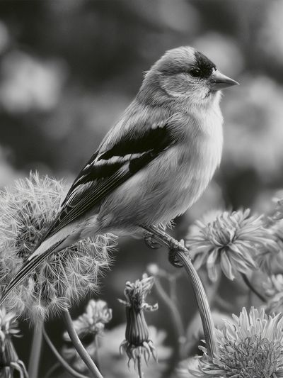 Songbird in Bloom Black-White Print.