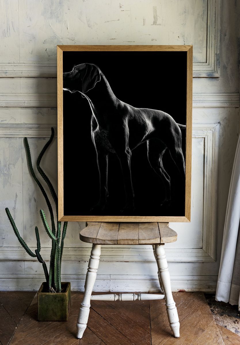 Black Labrador Portrait Photography Poster. room preview
