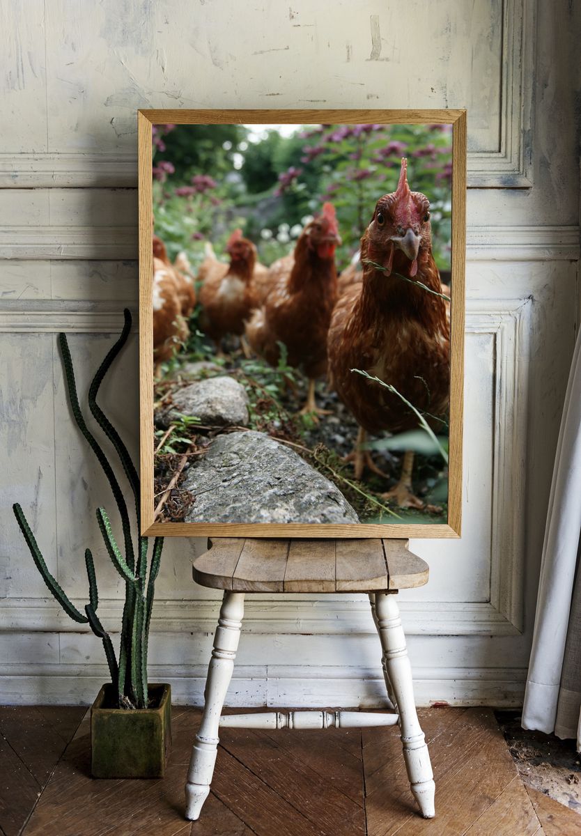Curious Hens Garden Photography Poster. room preview