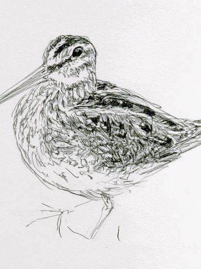 Snipe Bird Line Art Poster.