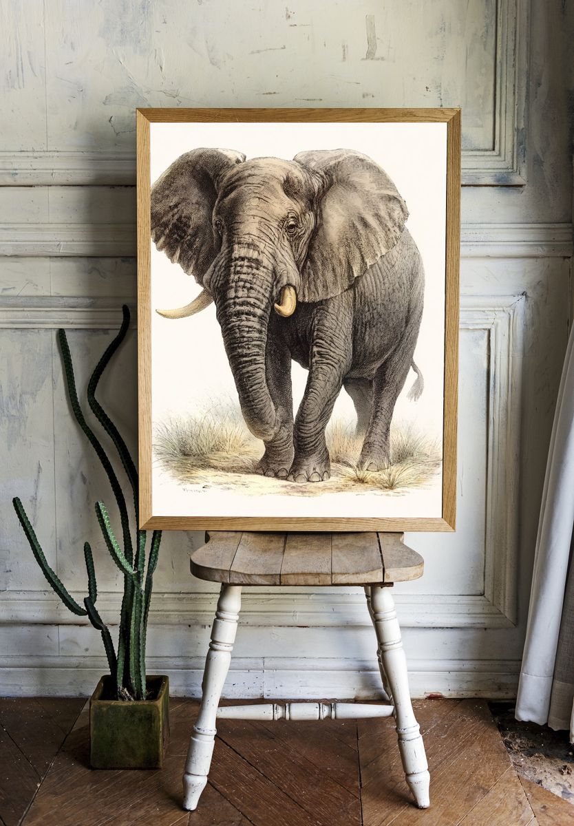 Elephant Vintage Illustration Poster. room preview
