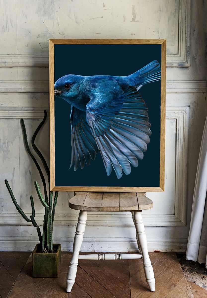 Blue Bird in Flight Poster. room preview