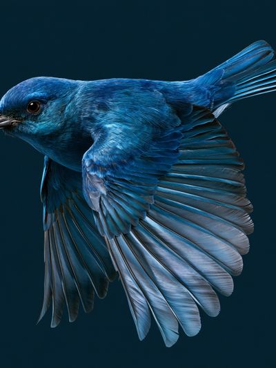 Blue Bird in Flight Poster.