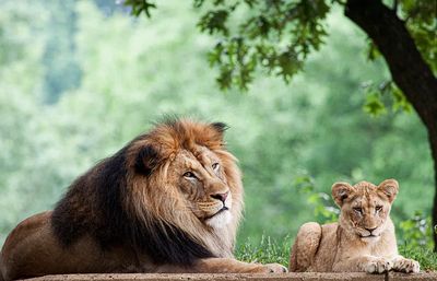 African Lion (2011) Mehgan Murphy.