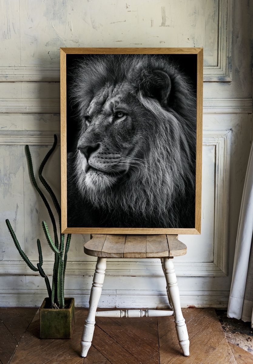 Majestic Lion Portrait Poster. room preview