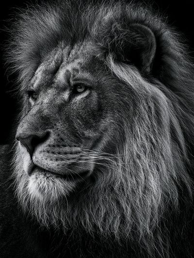 Majestic Lion Portrait Poster.