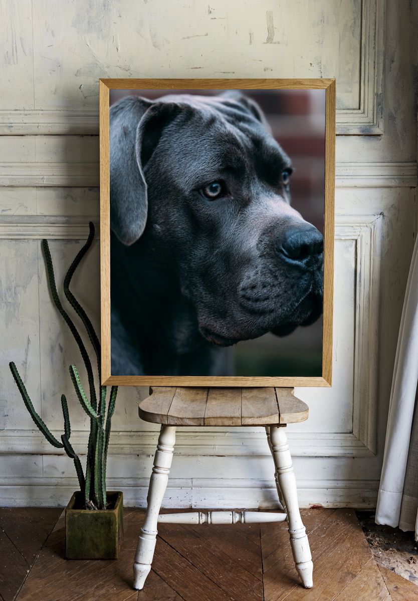Black Labrador Portrait Poster. room preview