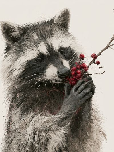 Raccoon with Berries Illustration Poster.