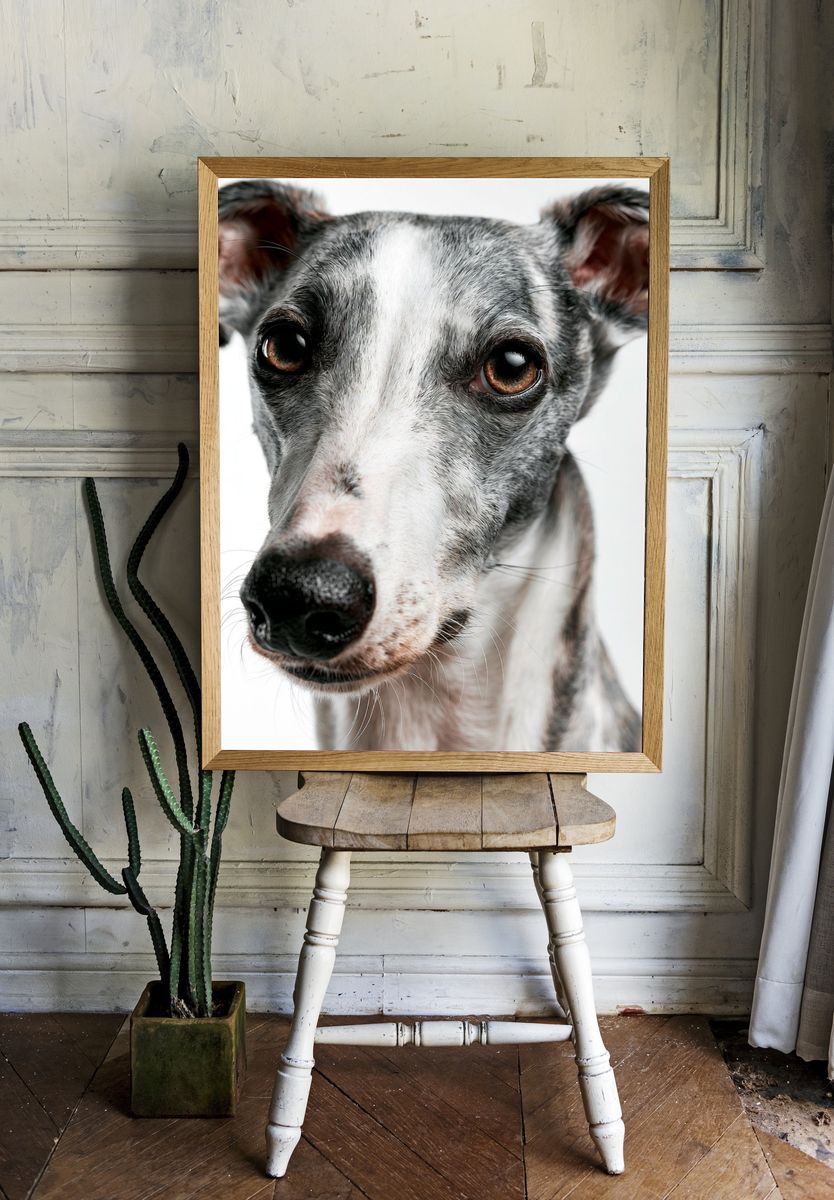 Greyhound Portrait Photography Poster. room preview