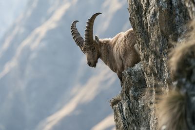 Alpine Ibex Cliffside Photography Poster.