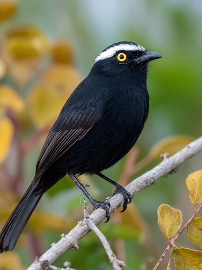 Black Bird on Branch Photography Poster.