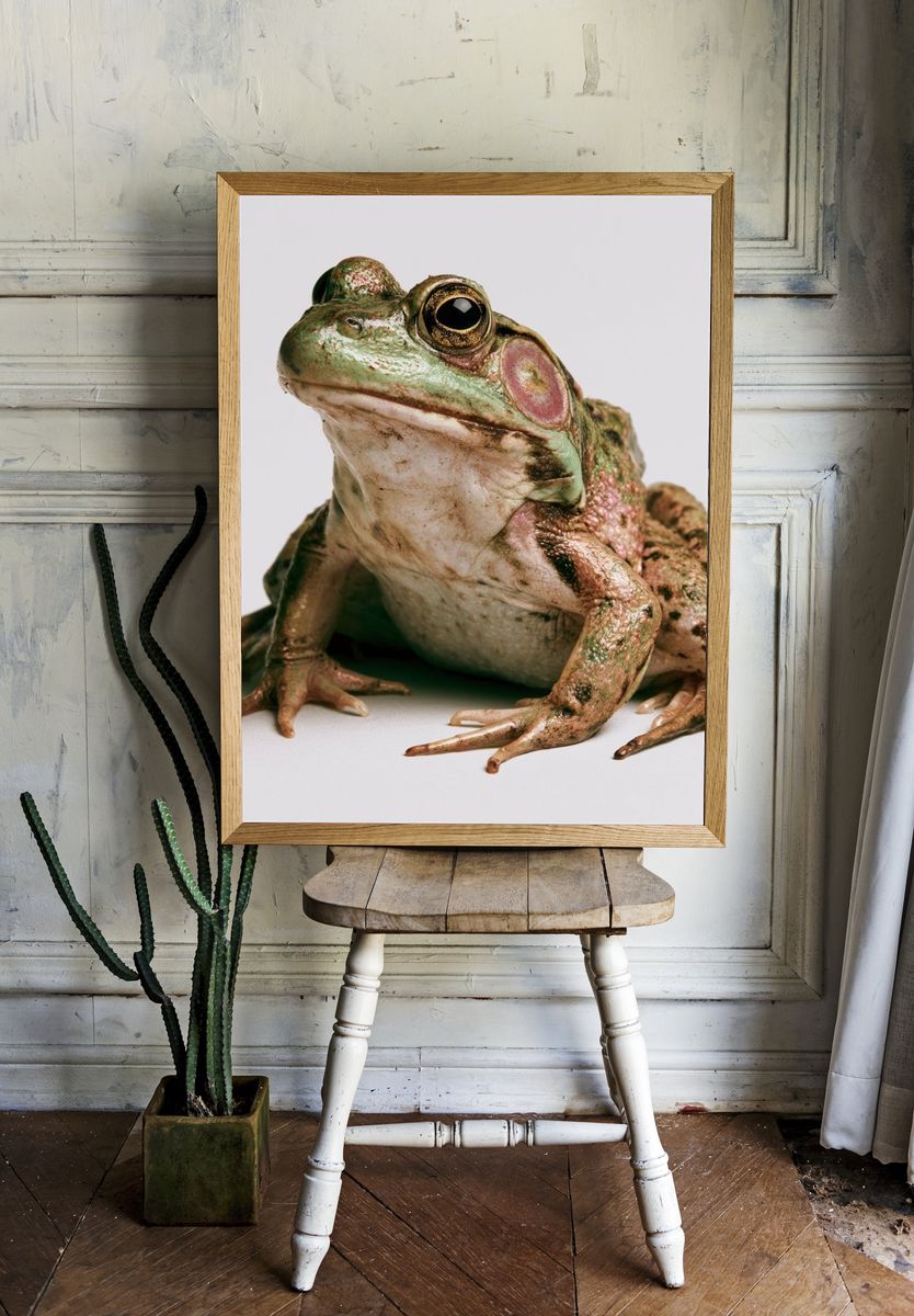Tree Frog Portrait Photography Poster. room preview