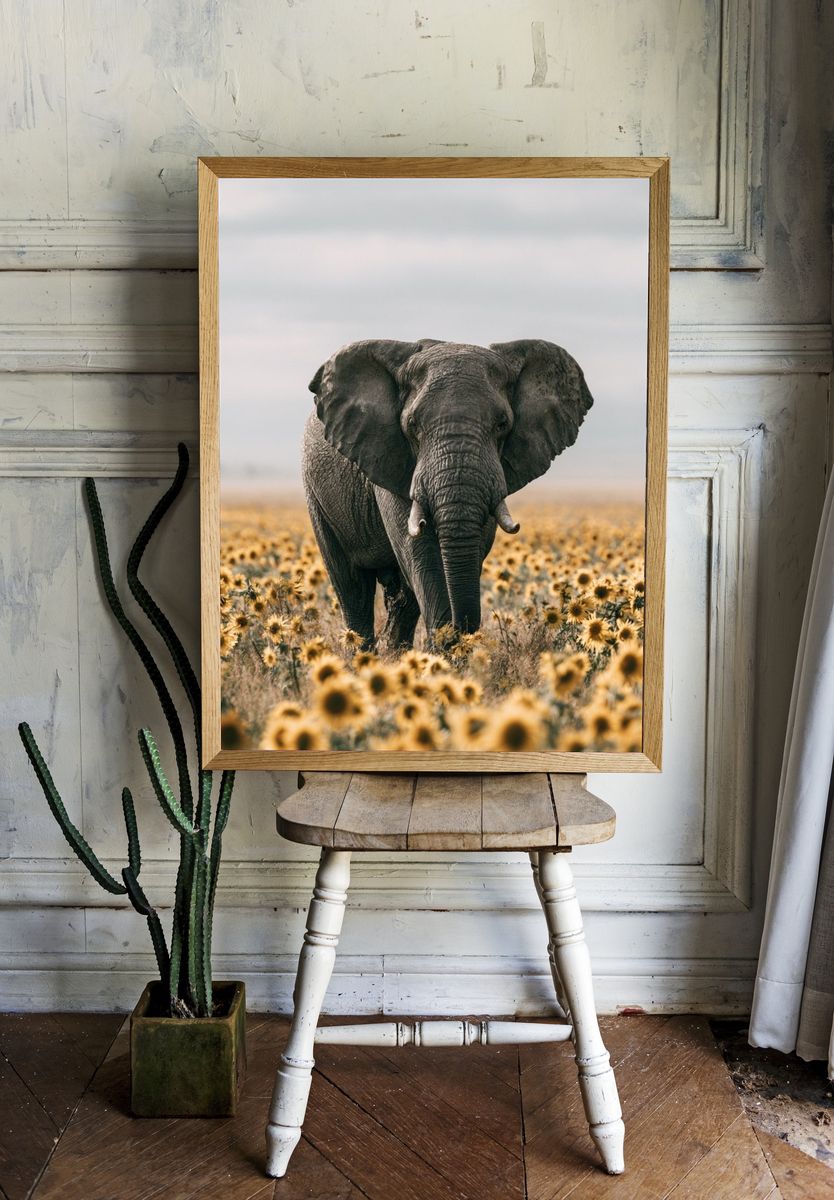 Elephant in Sunflower Field Photography Poster. room preview