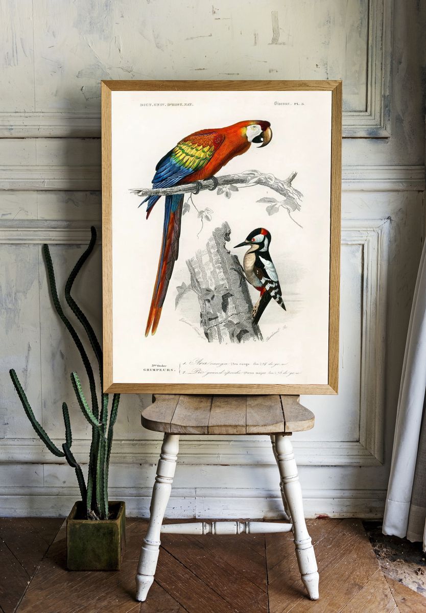Different types birds illustrated Charles. room preview