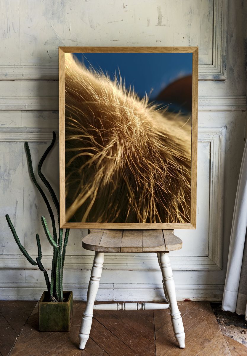 Golden Cat Fur Close-Up Poster. room preview
