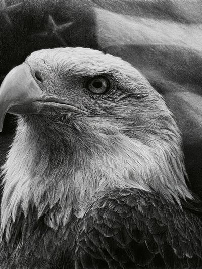 Majestic Eagle Portrait Print.