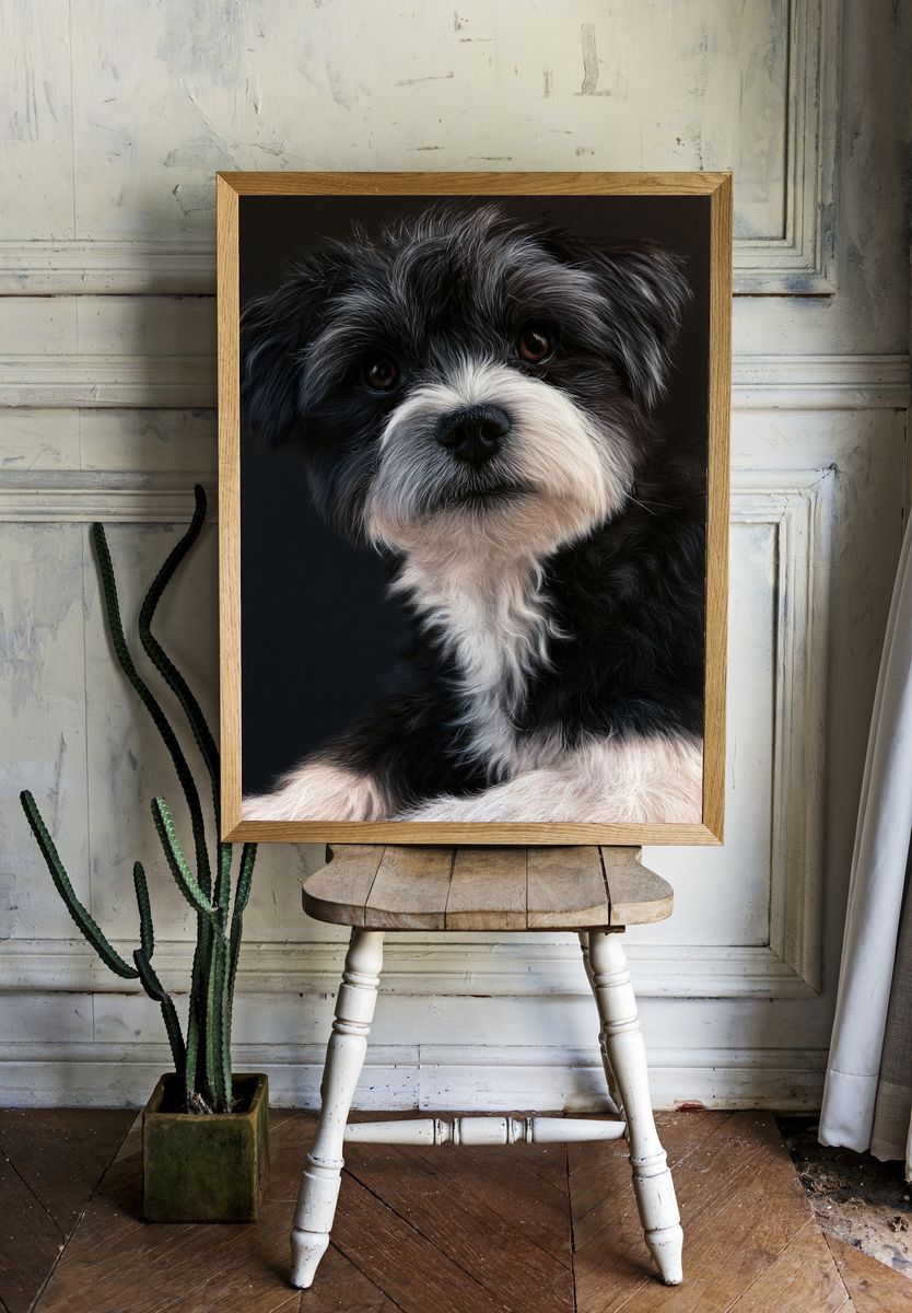 Shih Tzu Portrait Poster. room preview