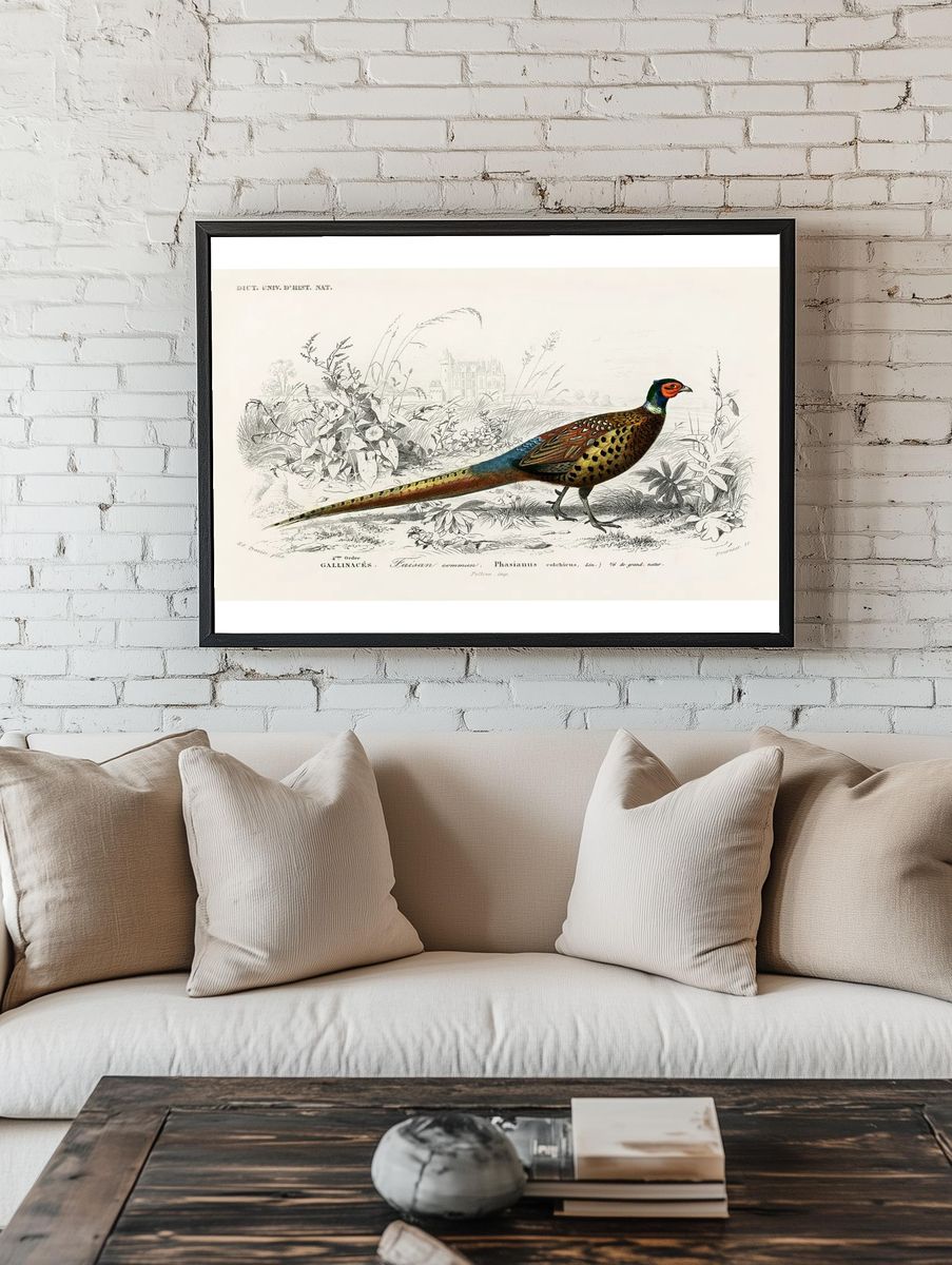 Ring-neckrd pheasant (Phasianus colchicus) illustrated. room preview