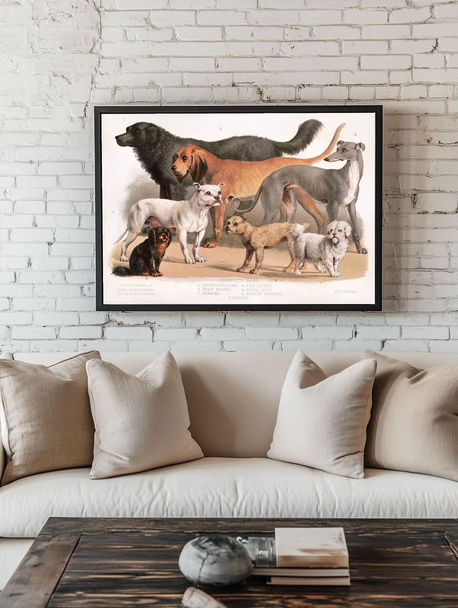 Carnivora (1874), flesh-eating animals, family-dogs. room preview