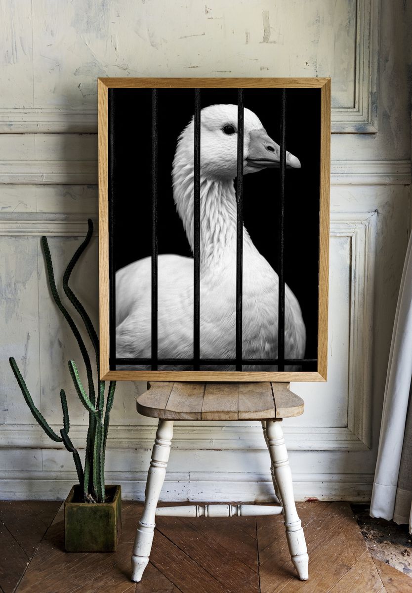 Caged Goose Black-White Poster. room preview