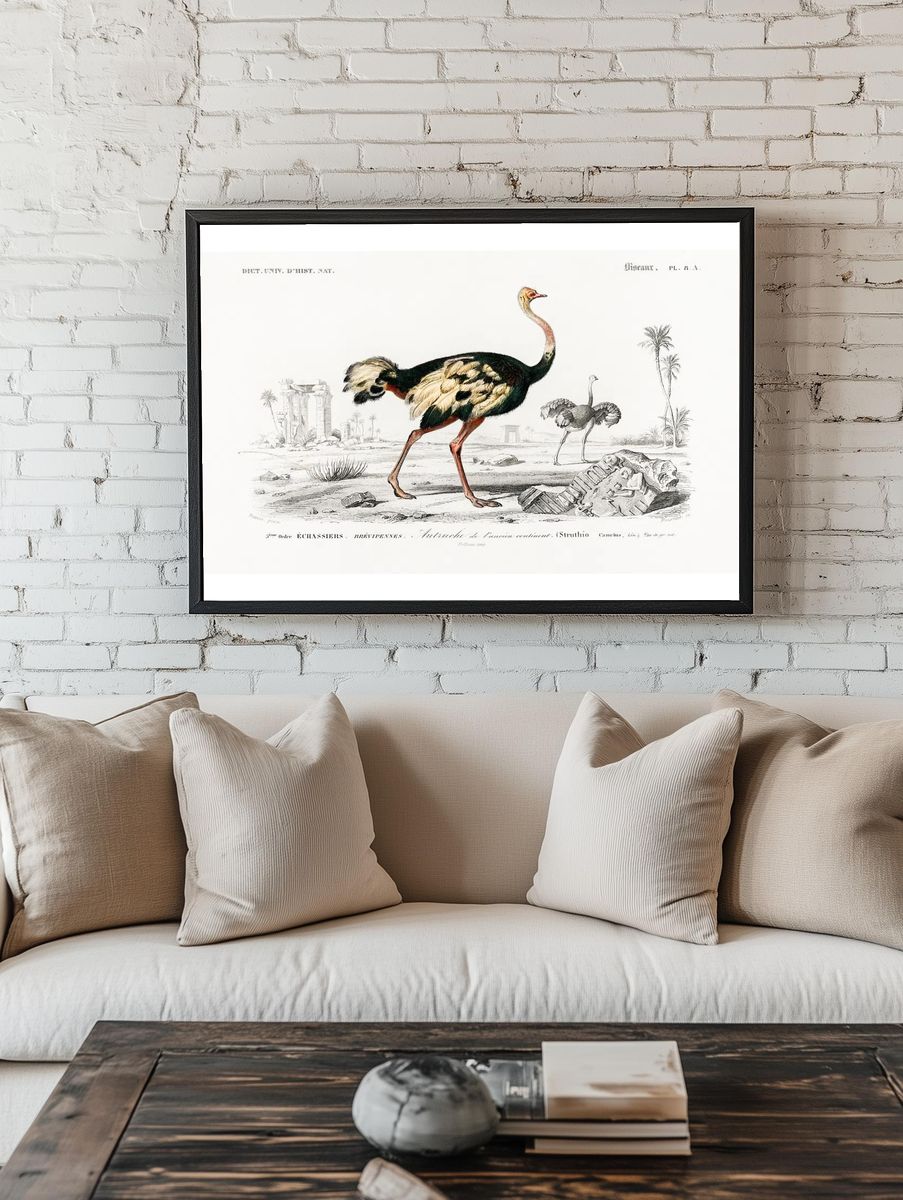 Struthio (Autruche de lancien continent). room preview