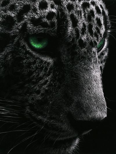 Leopard Eyes Photography Poster.