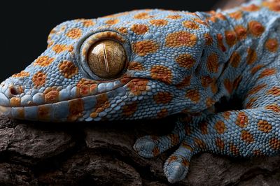 Blue Gecko Close-Up Photography Poster.
