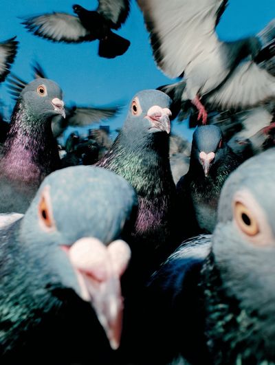 Pigeon Flock Photography Poster.