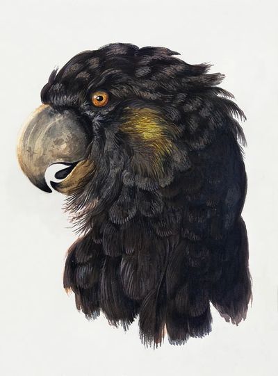 Head Cockatoo (1725–1792) drawing high.