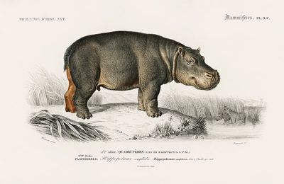 Hippopotamus (Hippopotame Amphibie) illustrated Charles.
