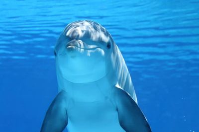 Darkened image dolphin.