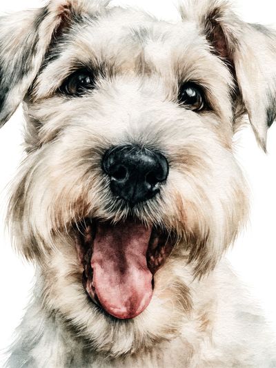 Happy Schnauzer Watercolor Poster.