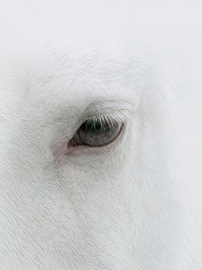 White Horse Eye Photography Poster.