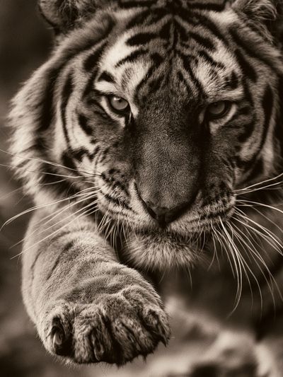Tiger Close-Up Photography Poster.
