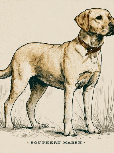 Southern Marsh Labrador Illustration Poster.