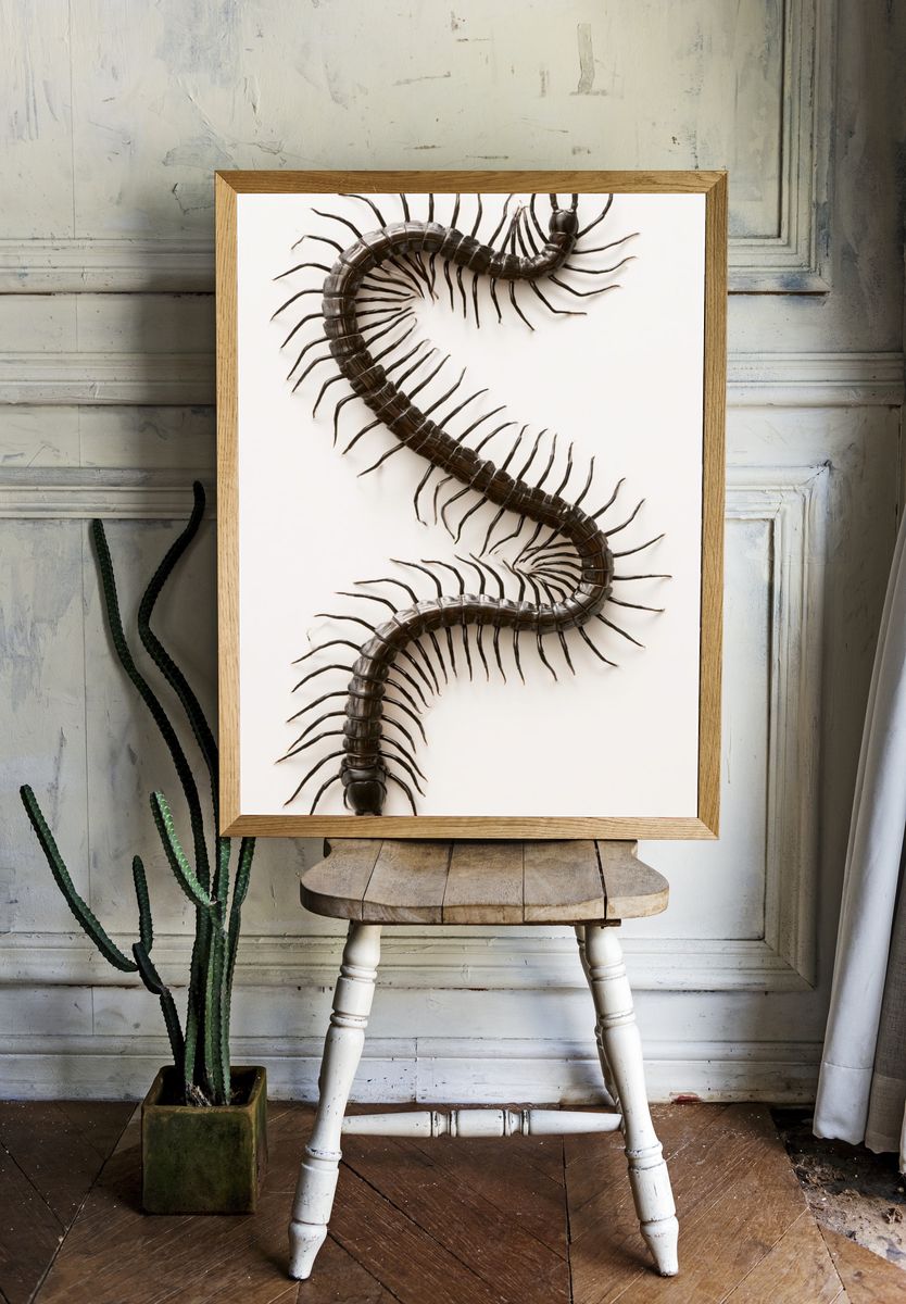 Centipede Study Photography Poster. room preview