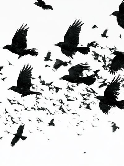 Flock of Ravens Photography Poster.