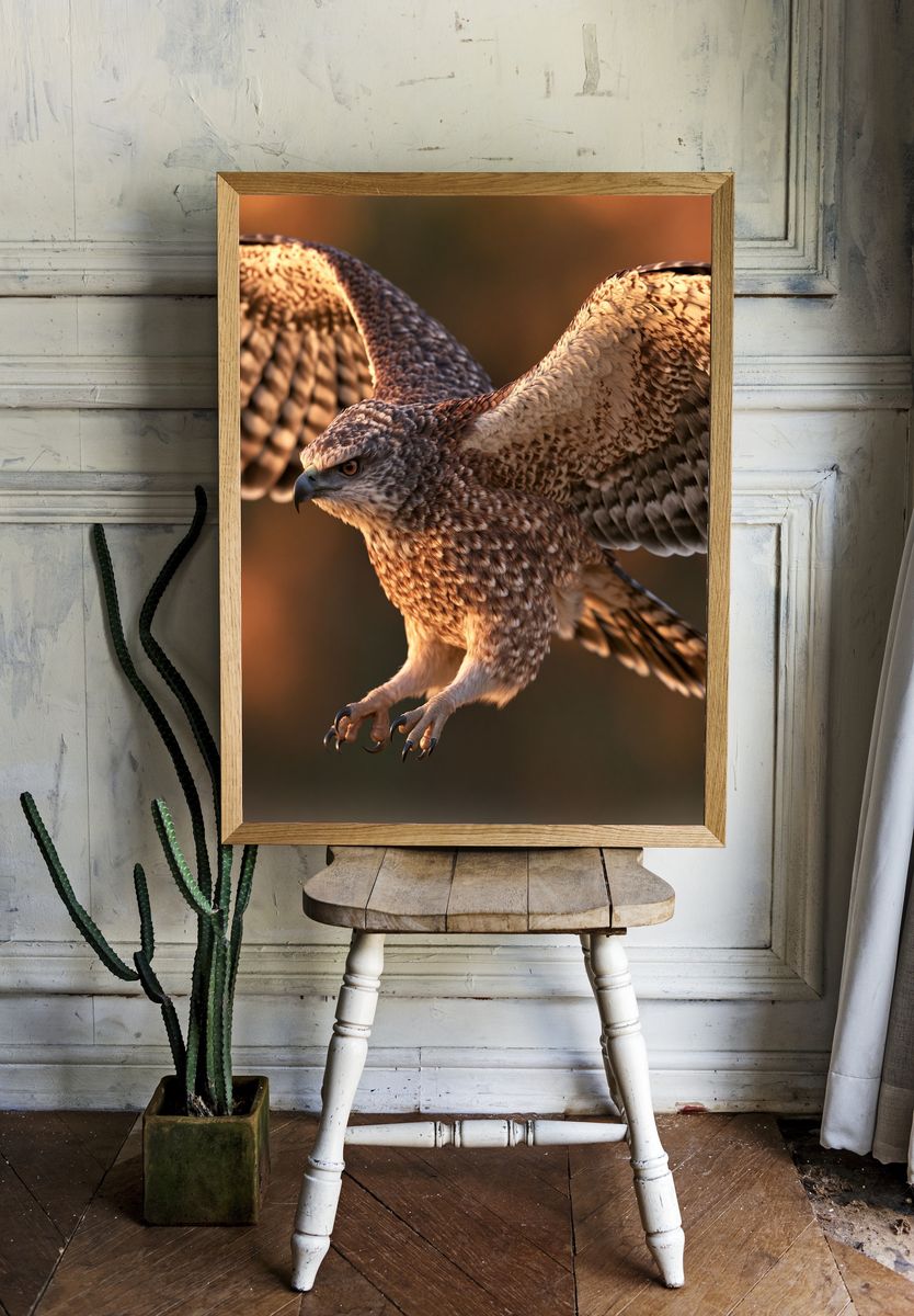 Soaring Hawk Photography Poster. room preview